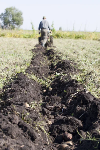 Harvesting potatoes. — Stock Photo, Image