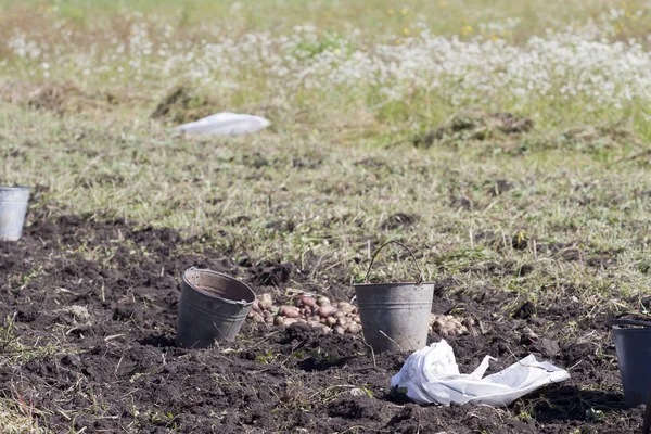 Harvesting potatoes. — Stock Photo, Image