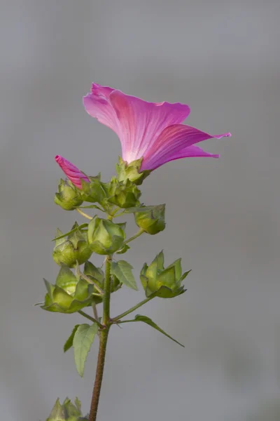 Růžové květy Lavater. — Stock fotografie