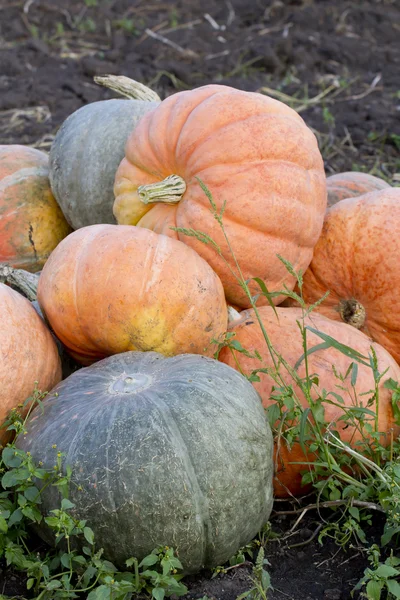 Assembled on the pumpkin harvest. — Stock Photo, Image