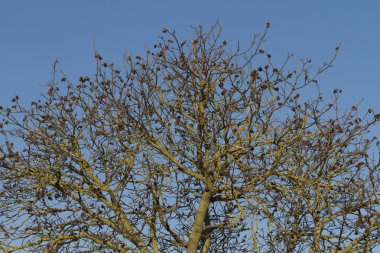 Geç sonbaharda ceviz ağacı dalı.