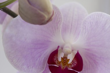 Parlak orkide çiçek yakın çekim.