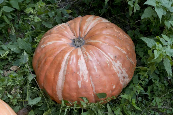 Monterat på pumpa skörden. — Stockfoto