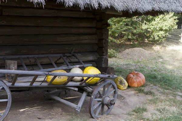 Montado en la cosecha de calabaza . — Foto de Stock