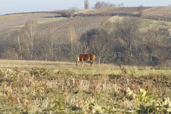 Un caballo pastando en el campo de otoño . — Foto de Stock