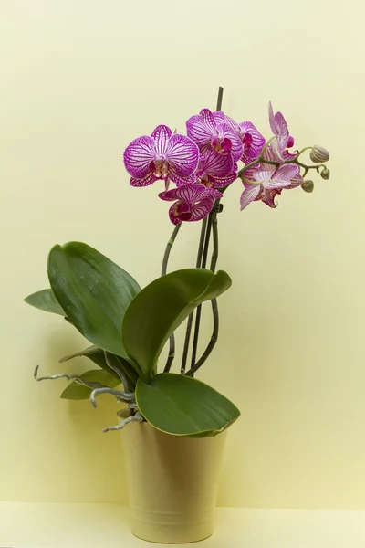 Jasne kwiaty orchidei z bliska. — Zdjęcie stockowe