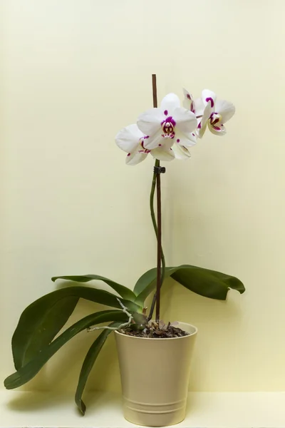 Színes orchidea virág váza — Stock Fotó