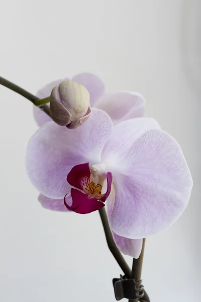 Flores brilhantes da orquídea fechar . — Fotografia de Stock