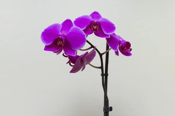 Bright orchid flowers close up. — Stock Photo, Image