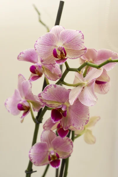 Heldere orchideebloemen close-up. — Stockfoto