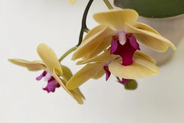 Fényes orchidea virágok közelről. — Stock Fotó