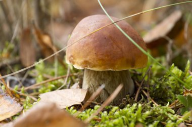 Moss sonbahar ormandaki küçük çörek yakın çekim.