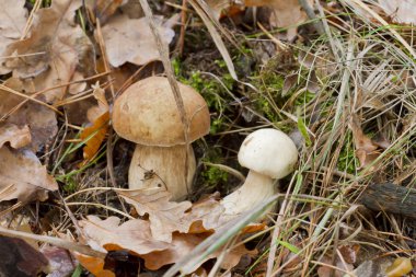Moss sonbahar ormandaki küçük çörek yakın çekim.