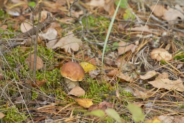 Moss sonbahar ormandaki küçük çörek yakın çekim.