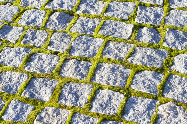 A stone path sprouted moss.