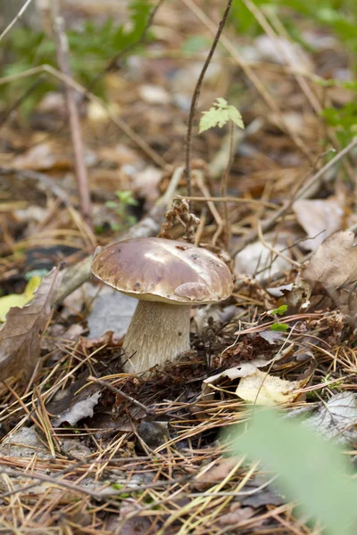 Large boletus in a pine forest. — Stock Photo, Image
