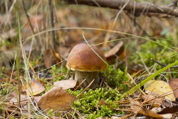 Little boletus in moss autumn forest close up. — Stock Photo, Image