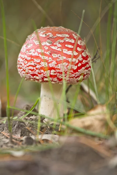 Bright fly agaric in a pine forest. — Stock Photo, Image