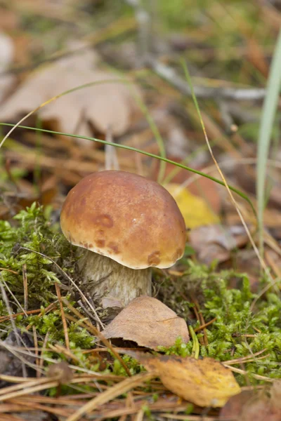 Steinpilze im Moos-Herbstwald hautnah. — Stockfoto