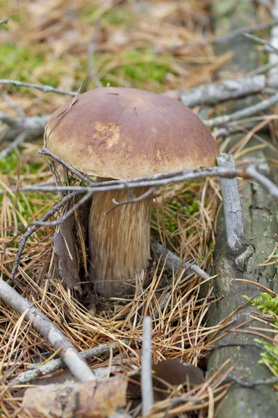 Large boletus in a pine forest. — Stock Photo, Image