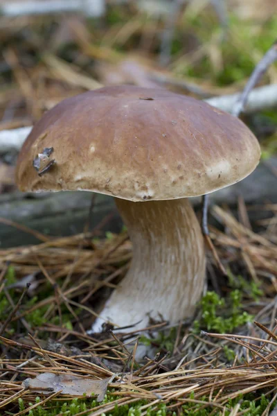 Large boletus in a pine forest. — Stock Photo, Image