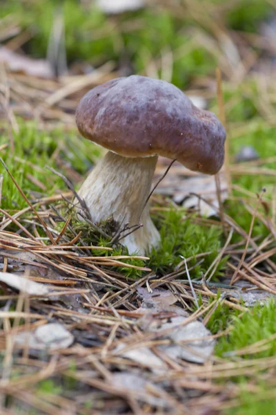 Large boletus in a pine forest. — Stock Photo, Image