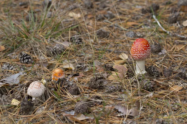 Bright fly agaric in a pine forest. — Stock Photo, Image