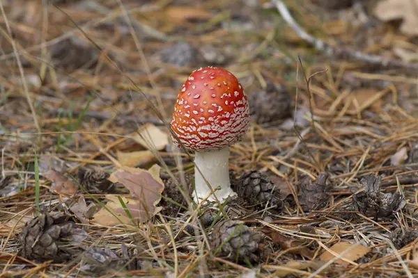 Bright fly agaric in a pine forest. — Stock Photo, Image