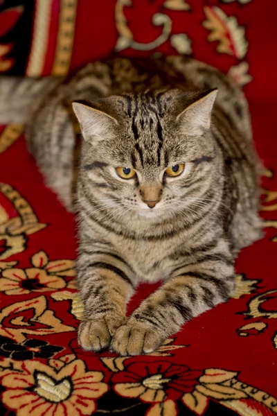 Gato da floresta norueguesa . — Fotografia de Stock