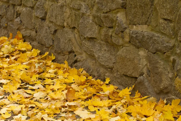 Fallen leaves in the stone wall. — Stock Photo, Image