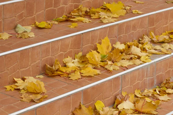 Orange stage in yellow maple leaves closeup. — Stock Photo, Image