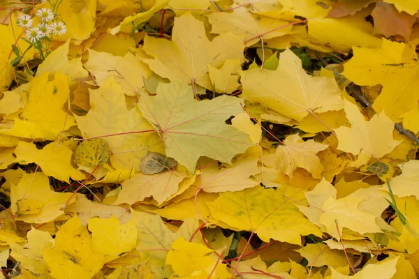 Background of fallen maple leaves. — Stock Photo, Image