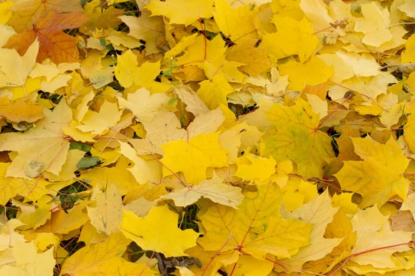 Background of fallen maple leaves. — Stock Photo, Image