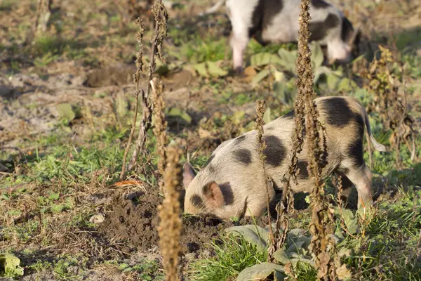 Suinetti che passeggiano per il campo . — Foto Stock