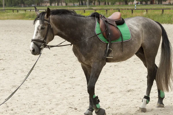 Ló vár kattintson edző. — Stock Fotó