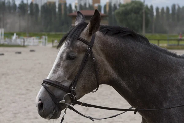 Portrait of a horse with a bridle. — Stock Photo, Image