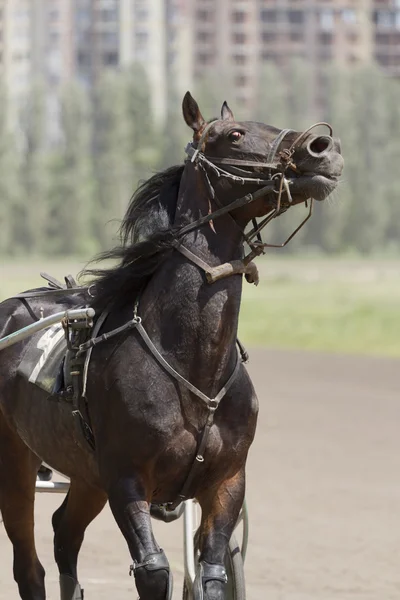 レース中に馬の肖像. — ストック写真