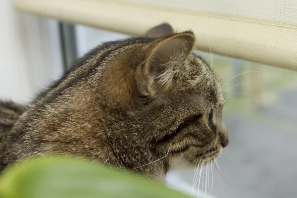 Pencere üzerinde Norveçli orman kedi doğurmak. — Stok fotoğraf