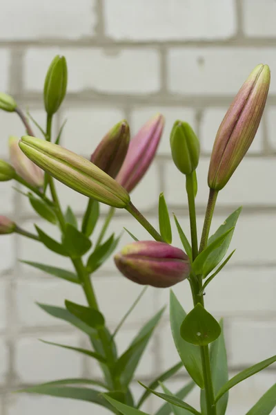 Lily flower buds. — Stock Photo, Image