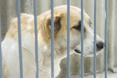 Asya çoban portresi.