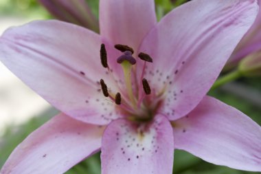 Narin pembe lily çiçek.