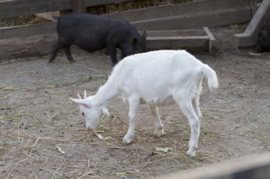 Ekonomik avluda genç keçi.