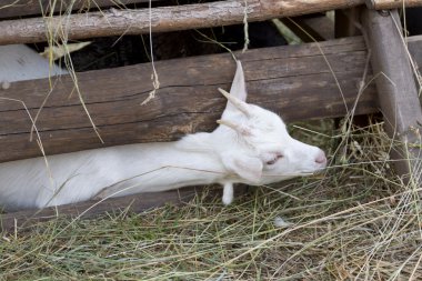Ekonomik avluda genç keçi.
