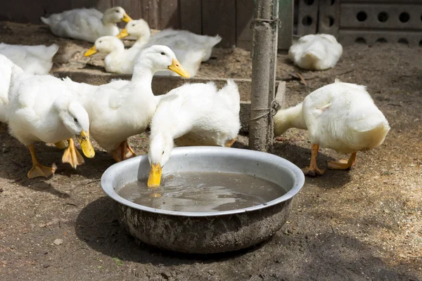 Ducks at the farm yard. — Stock Photo, Image