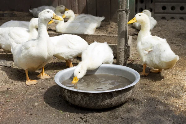 Ducks at the farm yard. — Stock Photo, Image