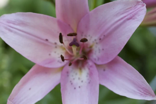 Delicate pink lily flower. — Stock Photo, Image