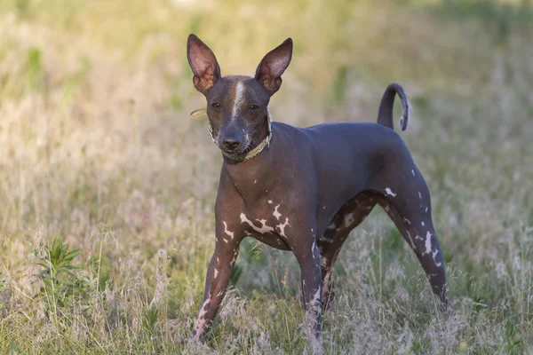 Dikey Xoloitzcuintle.