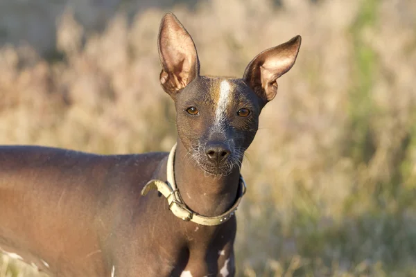 Portré Xoloitzcuintle. — Stock Fotó