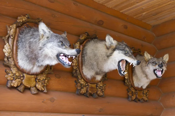 Ev avcı kafasından doldurulmuş kurt.