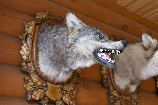 Ausgestopfter Wolfskopf im Haus des Jägers. — Stockfoto